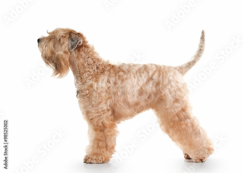 Dog. Irish soft coated wheaten terrier