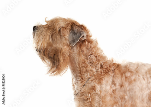 Dog. Irish soft coated wheaten terrier