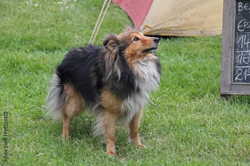 Mini-Collie photo