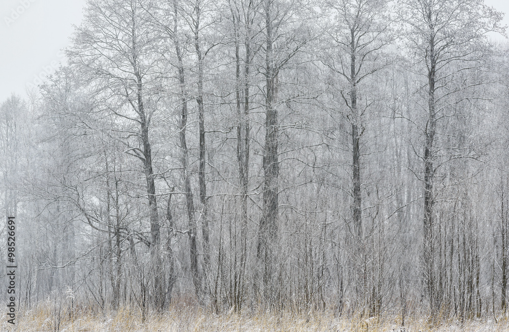 Obraz premium Opady śniegu późną jesienią
