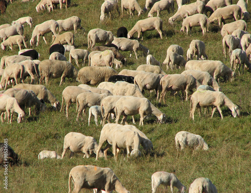 flock with sheep grazing in a meadow