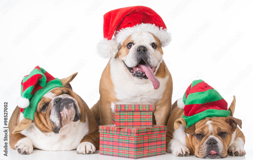 christmas dogs