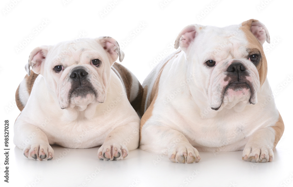 two english bulldogs laying down isolated on white background