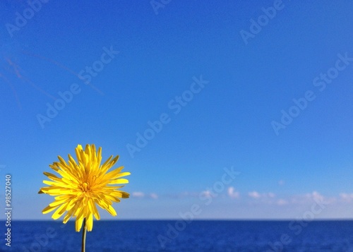 Flower Salento 