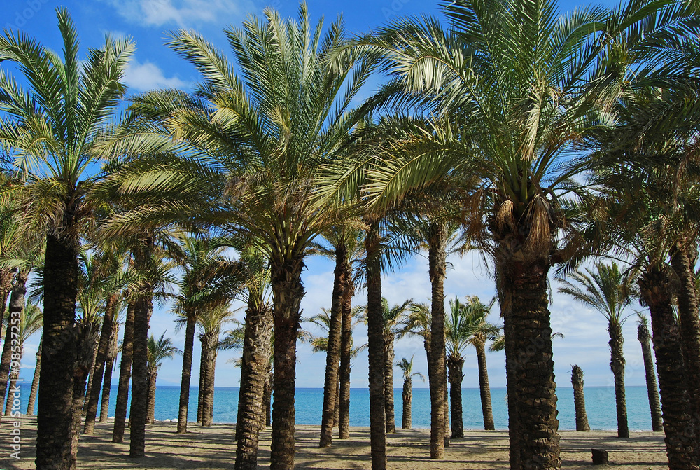 Playa, Torremolinos, palmeras, Málaga, Andalucía