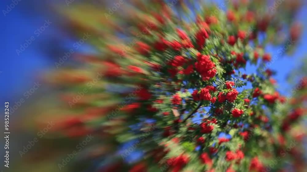 Fantasy sunlit rowan tree with red berries, waving in the wind on unusual defocused background with off-center spot of focus. Adorable nature view in full HD. Wonderful footage for excellent design.
Fantasy sunlit rowan tree with red berries, waving in the wind on unusual defocused background with off-center spot of focus. Adorable nature view in full HD. Wonderful footage for excellent design.