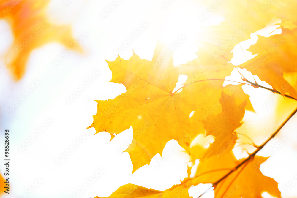 Beautiful autumn maple leaves on tree in park - obrazy, fototapety, plakaty 