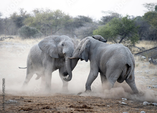 Etosha National Park Namibia, Africa, elephants fighting.