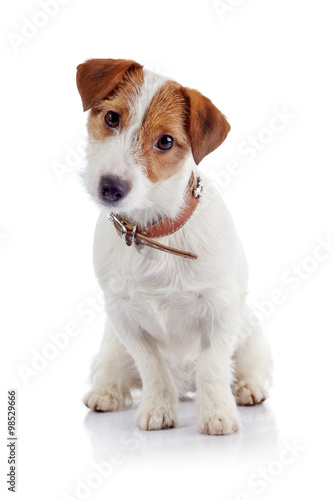 The small doggie of breed a Jack Russell Terrier