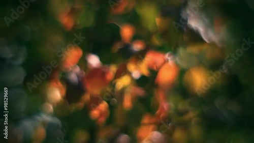 Fantasy colored defocused autumn leaves of pear tree, waving in wind. Wonderful floral soft background in unusual fairy tale style. Adorable abstract view in amazing full HD clip.
