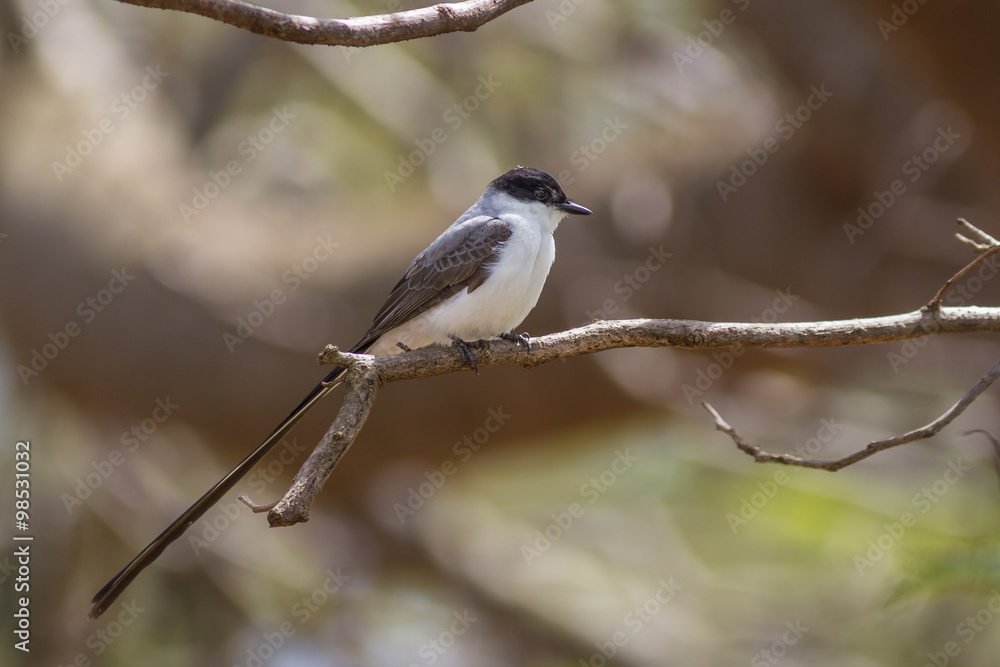 Fototapeta premium Fork-tailed Flycatcher (Tyrannus savana)
