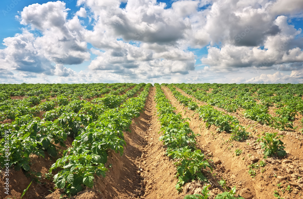 Beautiful landscape with field of potatos and cloudy blue sky.