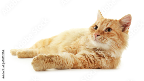 Fluffy red cat laying isolated on white background