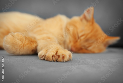 Fototapeta Naklejka Na Ścianę i Meble -  Fluffy red cat laying on grey sofa