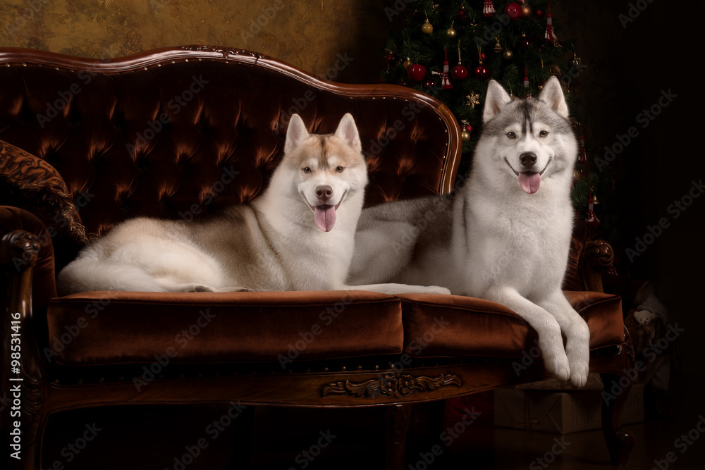 Fototapeta premium Dog breed siberian husky, portrait dog on a studio color background, Christmas and New Year.