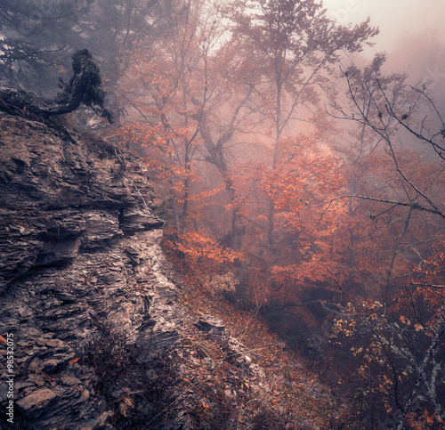 Springa forest in fog. Beautiful natural landscape. Vintage style