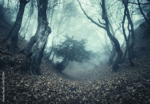 Springa forest in fog. Beautiful natural landscape. Vintage style photo