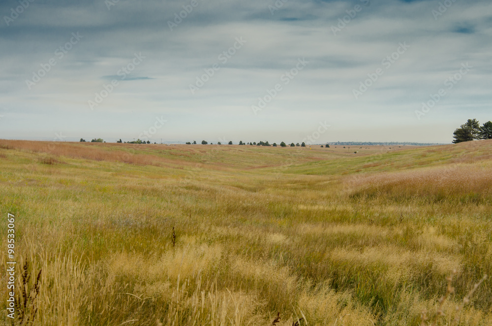Field of Grass in Colorado