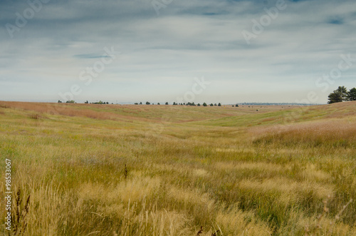 Field of Grass in Colorado