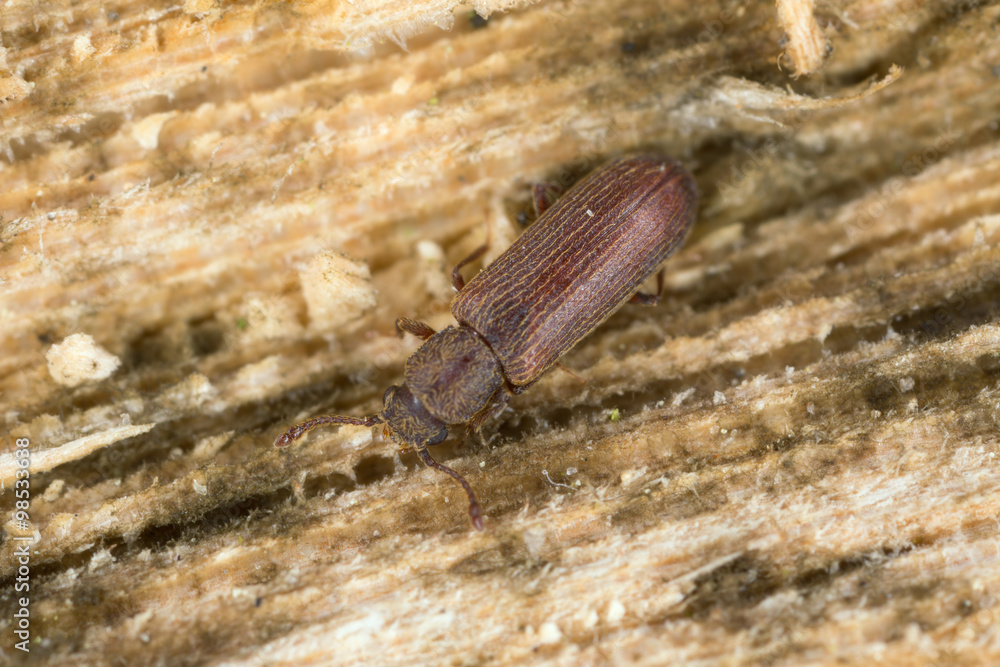 European lyctus beetle, Lyctus linearis on oak wood Stock Photo Adobe