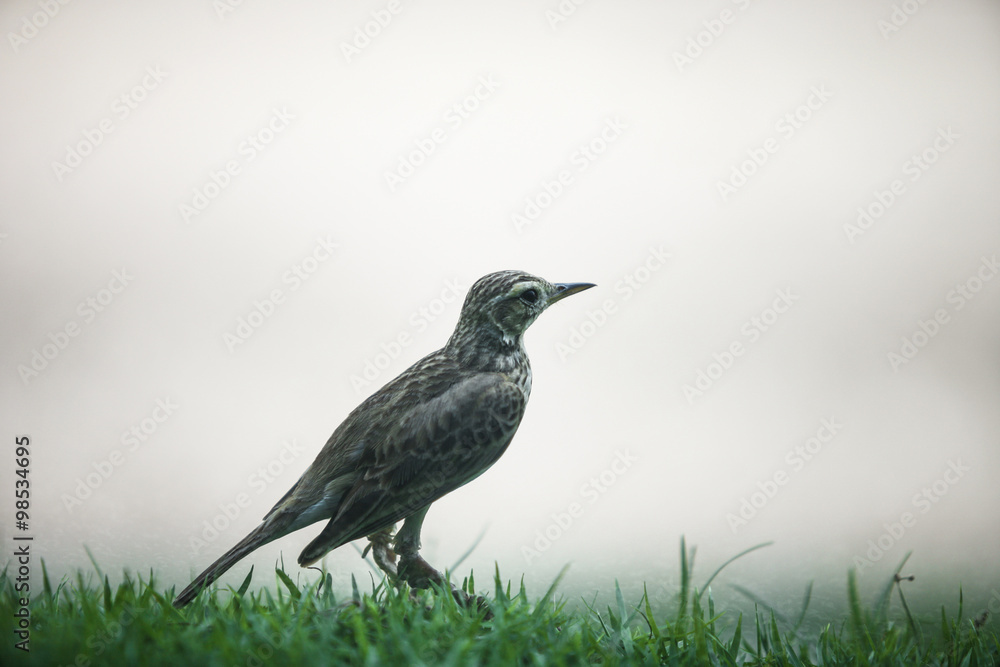 Obraz premium Bird in foggy day, lonely bird in the mist