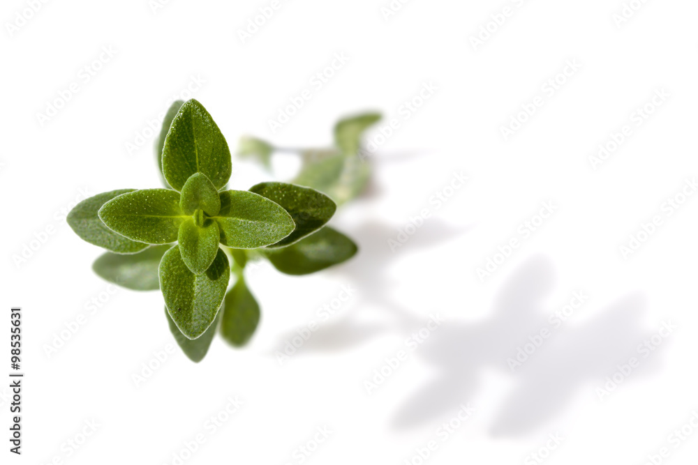 Lemon Thyme Isolated Lemon Thyme Isolated