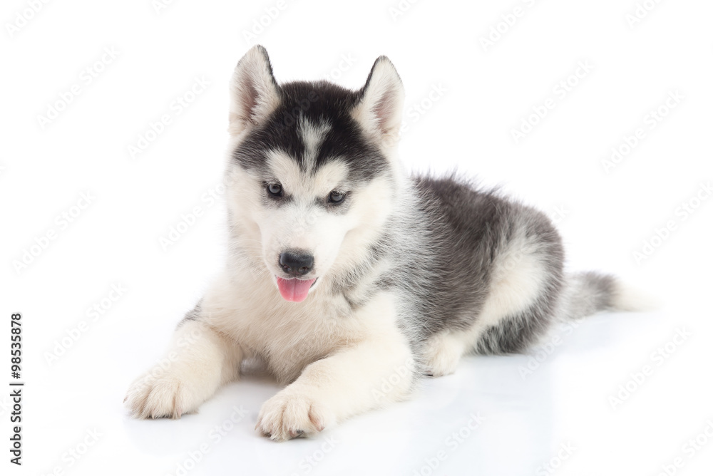 siberian husky puppy lying on white background