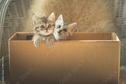 Fototapeta Naklejka Na Ścianę i Meble -  Cute tabby kittens  in a box