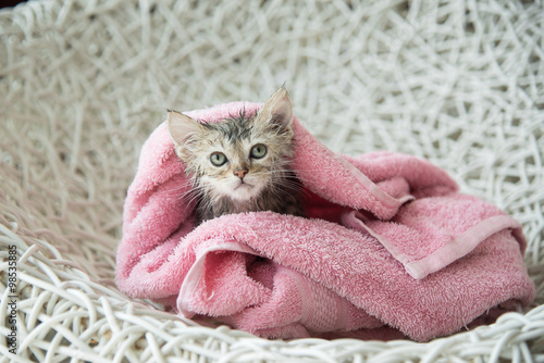 Fototapeta Naklejka Na Ścianę i Meble -  soggy kitten after a bath