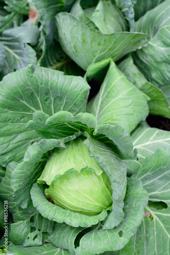 fresh green cabbage in the garden