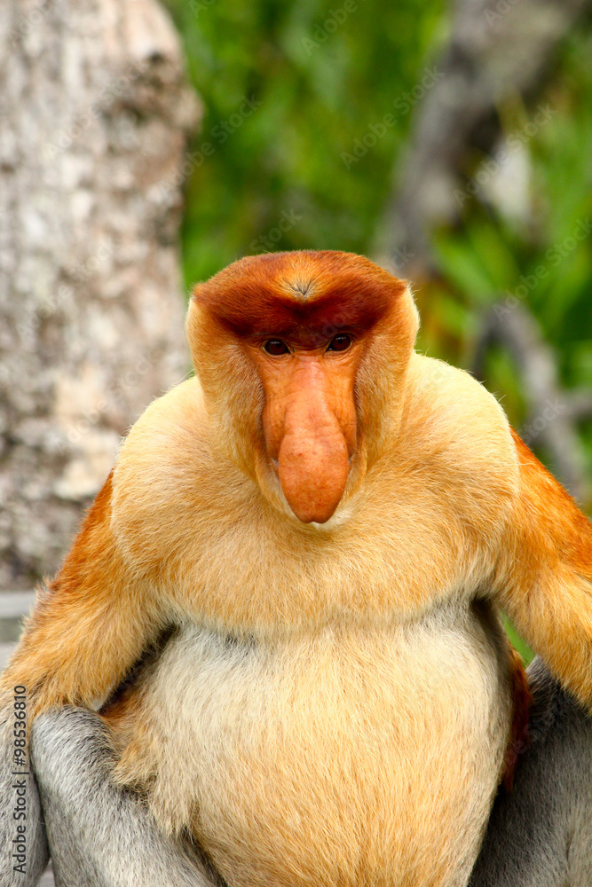 Fototapeta premium Proboscis Monkey