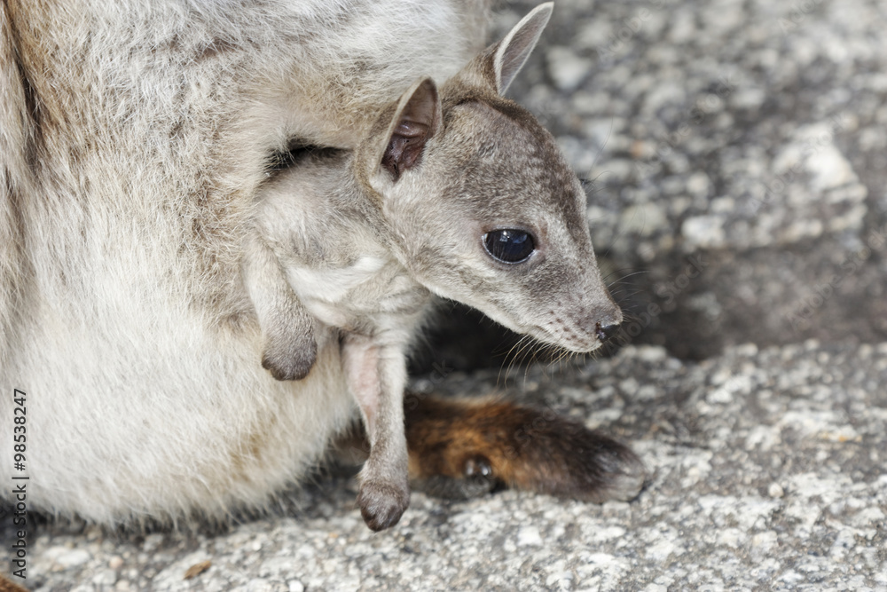 Naklejka premium rock wallaby baby in pouch