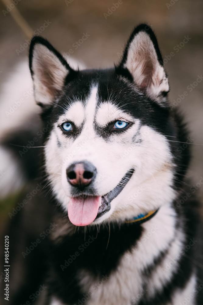 Close Up Portrait of Husky Dog 