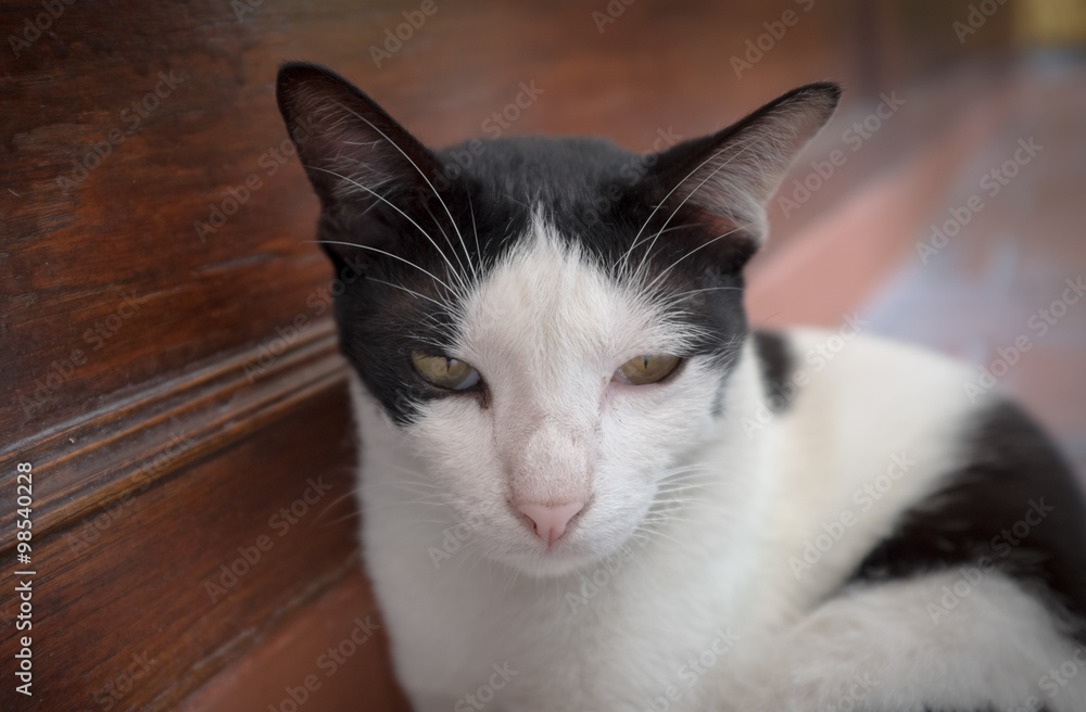 thai cat thai cat