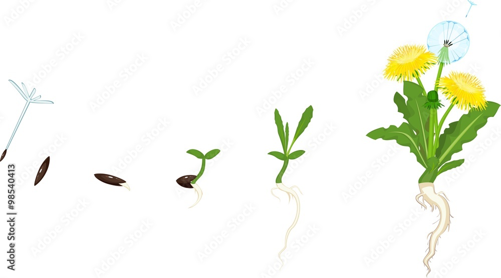 Obraz premium Cykl życia mniszka lekarskiego