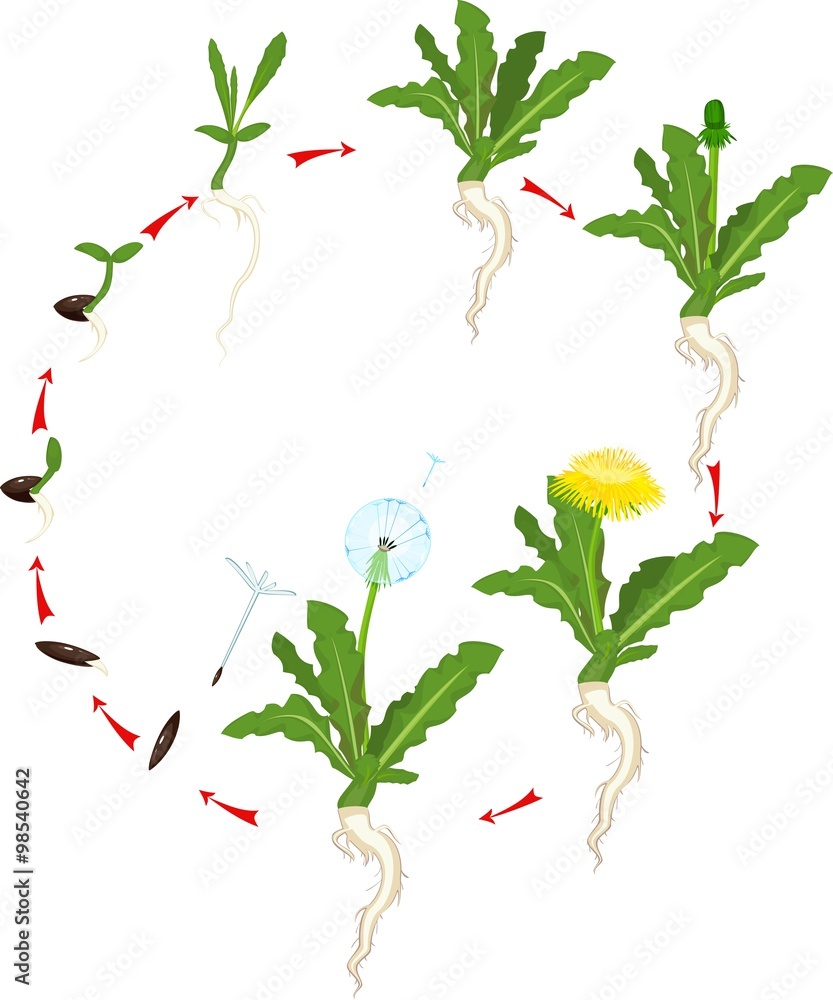 Naklejka premium Life cycle of dandelion