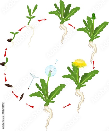 Life cycle of dandelion