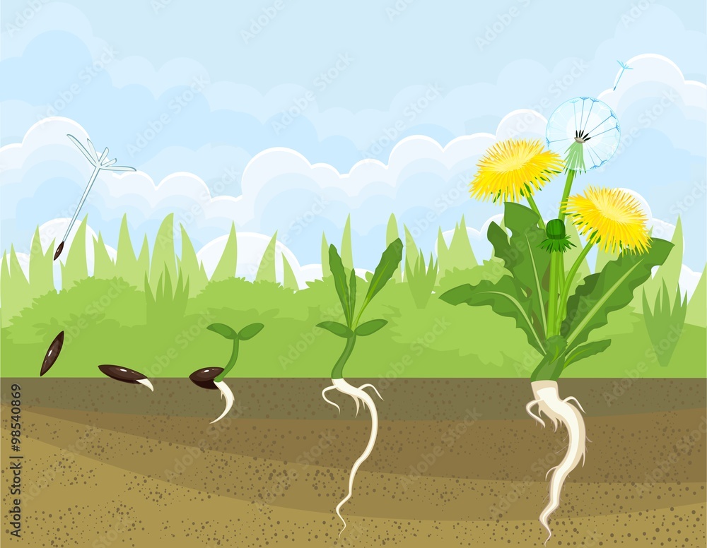 Obraz premium Life cycle of dandelion 