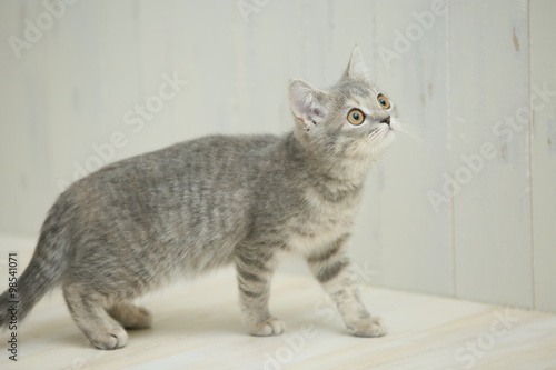 Fototapeta Naklejka Na Ścianę i Meble -  子猫（ブリティッシュショートヘア）