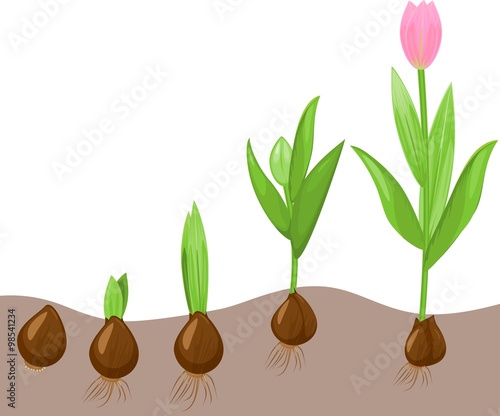Tulip growth stage