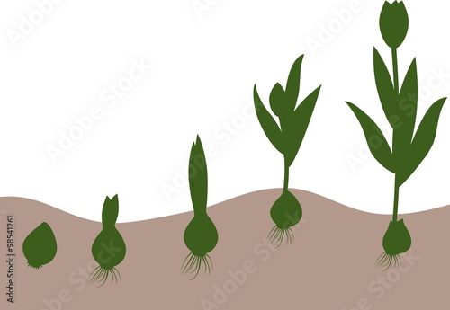 Tulip growth stage