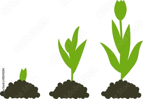 Tulip growth stage