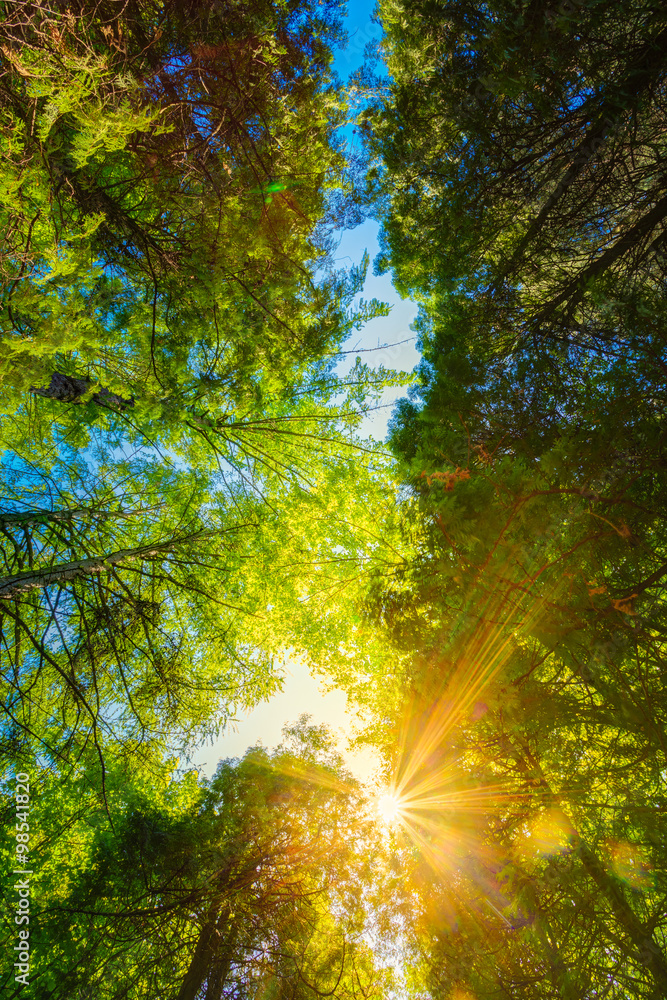 Obraz premium Summer Sun Shining Through Canopy Of Tall Trees. Upper Branches 