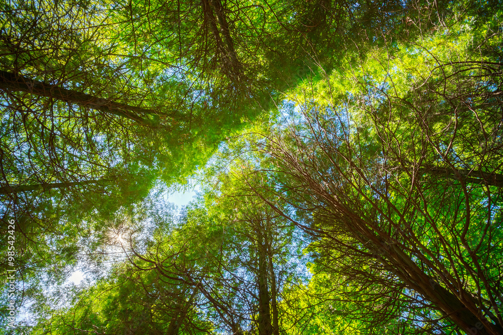 Fototapeta premium Summer Sun Shining Through Canopy Of Tall Trees. Upper Branches 