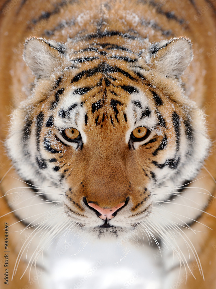 Obraz premium Tiger