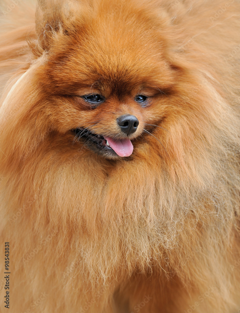 Close-up pomeranian dog