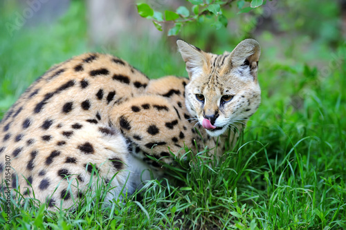 Serval cat (Felis serval) © byrdyak