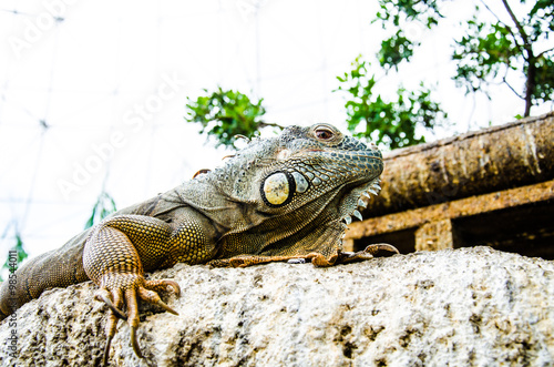 Iguana