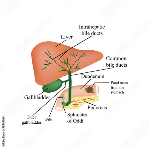 The anatomical structure of the liver, gallbladder, bile ducts and pancreas. Vector illustration on isolated background