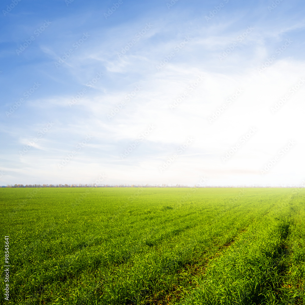 green rural fields at the sunrise